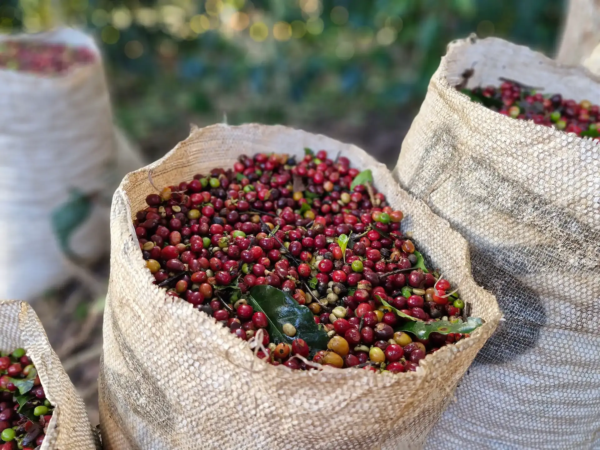 Sacas de juta cheias de cerejas de café recém-colhidas