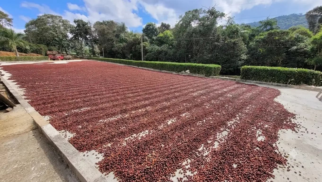Terreiro de cimento coberto de café secando ao sol, com a mata ao fundo